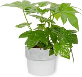 Kamerplant Fatsia Japonica – Vingerplant - ± 25cm hoog – 12 cm diameter - in betonnen witte pot