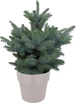 Picea Super Blue - Spar - Kerstboom - Met Elho® Bloempot Warm Grijs - 50cm