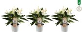 Trio Anthurium White Champion - Kamerplant - 30cm