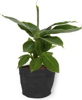 Kamerplant Musa Tropicana – Bananenplant - ± 25cm hoog – 12 cm diameter - in zwarte sierzak