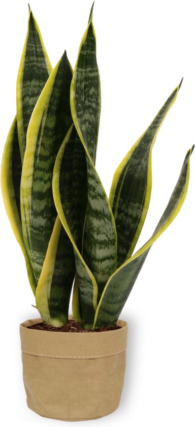 Kamerplant Sansevieria - Vrouwentong - ± 40cm hoog - In beige sierzak