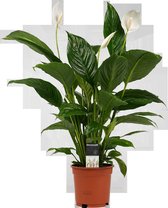 Decorum Spathiphyllum Vivaldi - Luchtzuiverende Kamerplant - Lepelplant - 60cm