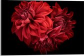 Acrylglas - Volle Rode Bloemen op Zwarte Achtergrond - 60x40cm Foto op Acrylglas (Wanddecoratie op Acrylglas)