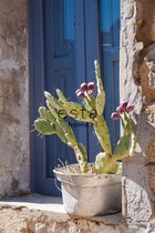 ESTAhome fotobehang cactus blauw, groen en beige - 158610 - 186 cm x 2,79 m