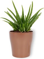 Kamerplant Aloe Vera - ↕ ± 30cm - Ø  12cm - in koper kleurige pot