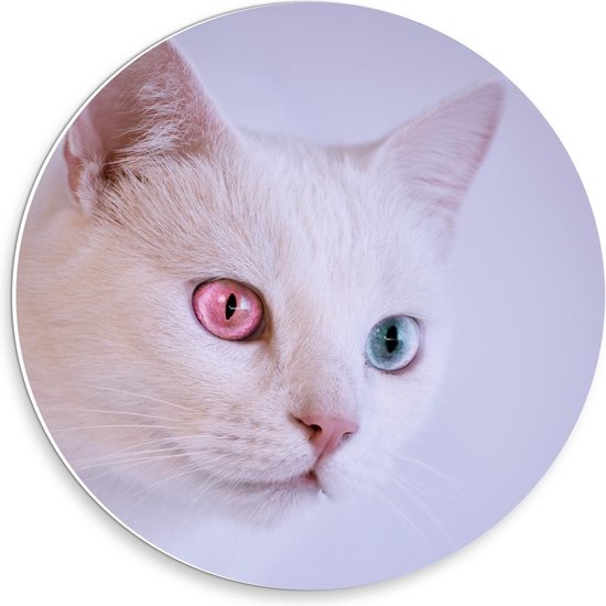 Forex Wandcirkel - Kat met Roze en Blauwe Ogen - 30x30cm Foto op Wandcirkel (met ophangsysteem)