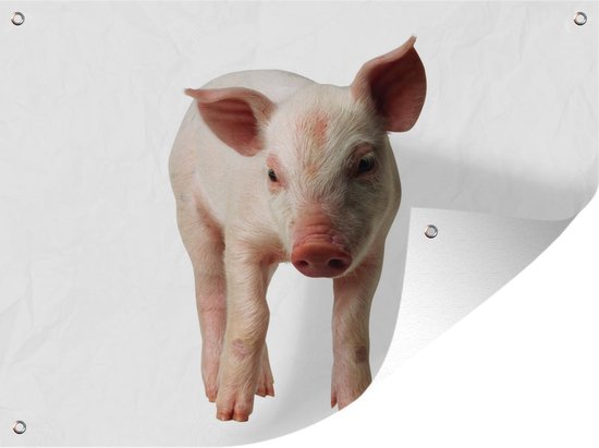 Affiche jardin - Toile jardin - Posters de jardin extérieur - Porcelet curieux sur fond blanc - 120x90 cm - Jardin