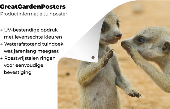 Affiche de jardin de deux suricates en vrac