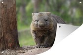 Tuindecoratie Een wombat zit op een boomstam - 60x40 cm - Tuinposter - Tuindoek - Buitenposter
