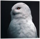 Dibond - Witte Uil - 50x50cm Foto op Aluminium (Wanddecoratie van metaal)