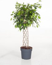 Kamerplant van Botanicly – Treurvijg – Hoogte: 110 cm – Ficus benjamina Exotica