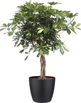 Schefflera Arboricola Gold Capella - Kamerplant - ø19cm - 80cm - Met Elho® Zwarte Bloempot