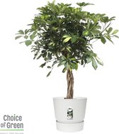 Schefflera Arboricola Gold Capella - Kamerplant - ø19cm - 80cm - Met Elho® Greenville Bloempot