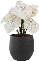 XL Caladium Strawberry Star met pot Esra Grafiet ↕ 60cm - Kamerplant