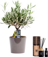 Combi: Olijf in Roma keramiek en WOO diffuser (50 ml) ↨ 40cm - planten - binnenplanten - buitenplanten - tuinplanten - potplanten - hangplanten - plantenbak - bomen - plantenspuit