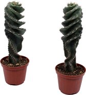 SpiraalCactus ↨ 18cm - 2 stuks - hoge kwaliteit planten