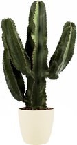 Euphorbia Erytrea Canarias met Elho sierpot (Brussels Round  Soap) ↨ 80cm - hoge kwaliteit planten