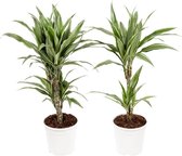 Dracaena Fragrans 'Warneckii' ↨ 65cm - 2 stuks - hoge kwaliteit planten