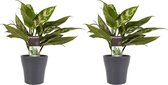 Duo 2 x Aglaonema Maria met Anna grey ↨ 25cm - 2 stuks - hoge kwaliteit planten