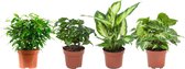 Combibox kamerplanten (Dieffenbachia Camilla, Coffea Arabica, Syngonium Podophyllum, Ficus benjamina)a ↨ 25cm - 4 stuks - hoge kwaliteit planten
