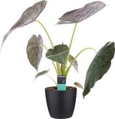 Alocasia Wentii met Elho brussels living black ↨ 65cm - hoge kwaliteit planten