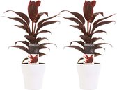 Duo 2x Cordyline Mambo met Anna white ↨ 40cm - 2 stuks - hoge kwaliteit planten