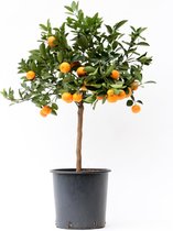 Citrus Calamondin ↨ 80cm - hoge kwaliteit planten