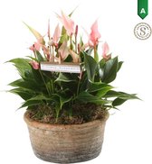 Anthurium Pink in Parma Keramiek ↨ 35cm - planten - binnenplanten - buitenplanten - tuinplanten - potplanten - hangplanten - plantenbak - bomen - plantenspuit