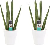 Duo Sansevieria Cylindrica met sierpot Anna white ↨ 35cm - 2 stuks - hoge kwaliteit planten