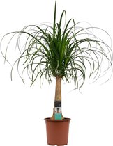 Beaucarnea Recht ↨ 70cm - hoge kwaliteit planten