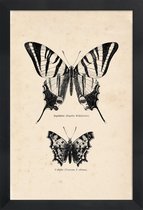 JUNIQE - Poster met houten lijst Butterfly Engraving -13x18 /Bruin &