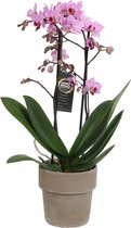 Orchidee van Botanicly – Vlinder orchidee in taupe keramiek pot als set – Hoogte: 45 cm, 1 tak – Phalaenopsis Santiago
