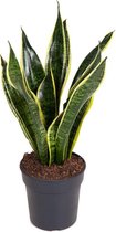 Kamerplant van Botanicly – Vrouwentongen – Hoogte: 50 cm – Sansevieria trif. Superba