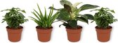 Set van 4 Kamerplanten - 2x Coffea Arabica & 1x Aloë Vera & 1x Philodendron White Wave - ± 25cm hoog - 12cm diameter