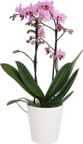 Orchidee van Botanicly – Vlinder orchidee in witte keramische pot als set – Hoogte: 45 cm, 1 tak – Phalaenopsis Santiago