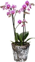 Orchidee van Botanicly – Vlinder orchidee in houten pot als set – Hoogte: 45 cm, 1 tak – Phalaenopsis Pixie