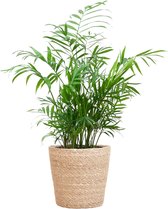 Chamadorea Elegans met Sofia mand naturel - 55cm - Ø17
