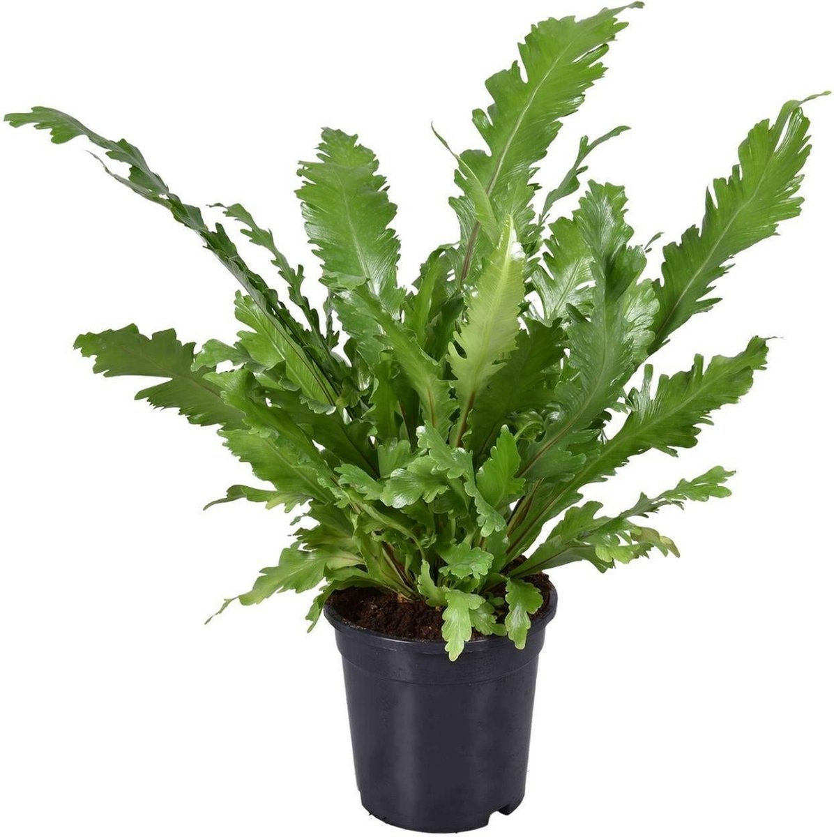 Asplenium Nidus-45cm -Ø17 Groene Kamerplant
