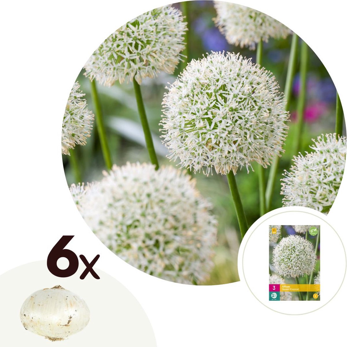 Plant in a Box - Allium Mount Everest - Bloembollen x6 - Allium - Wit - Groot en bolvormig