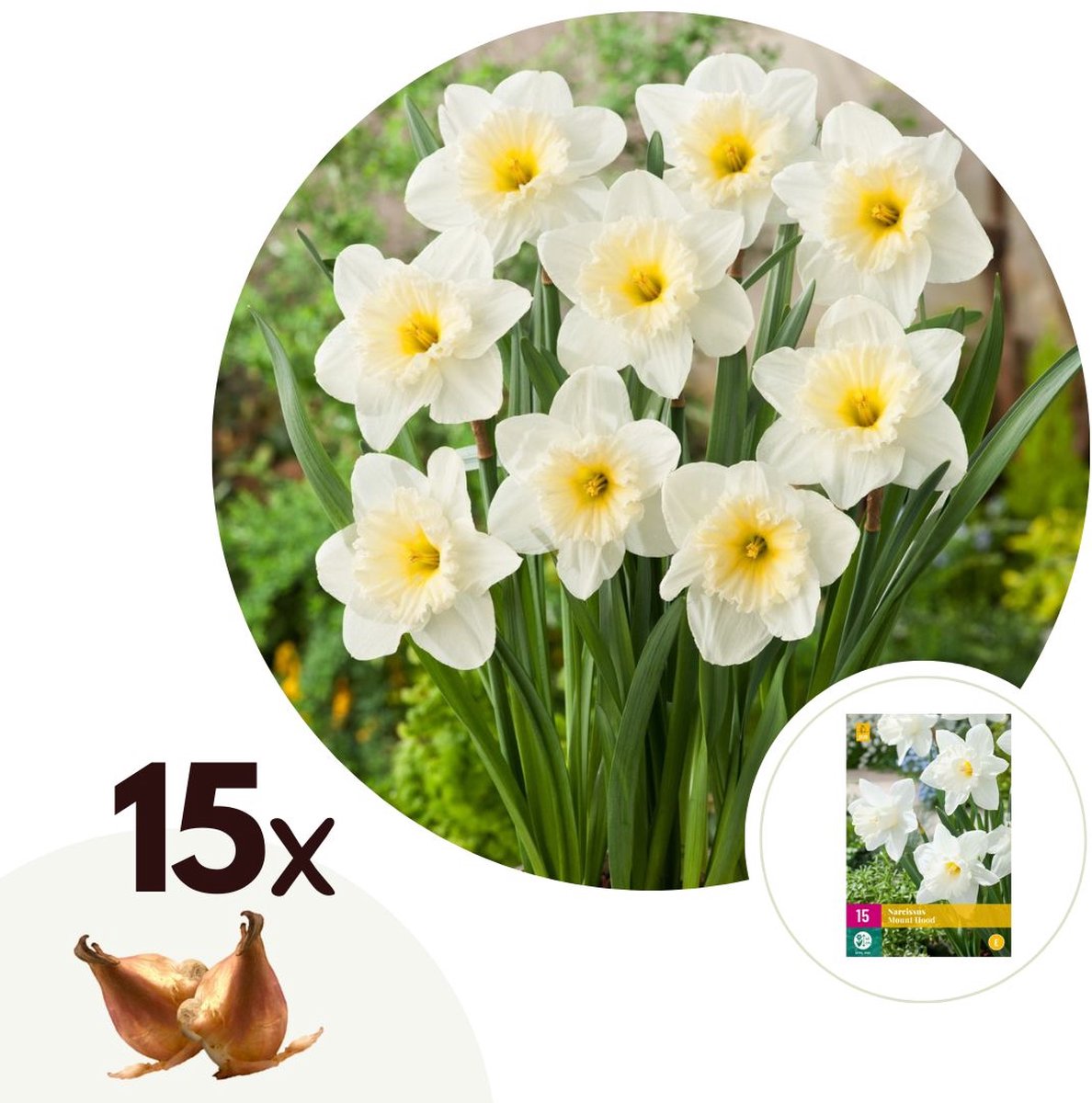 Plant in a Box - Narcissus Mount Hood x15 - Narcisbollen - Meerjarige winterharde bloembollen voor in de tuin, terras of balkon