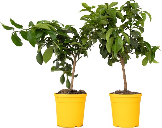 Plant in a Box - Citrus Limon - Set van 2 Citroenbomen - Kamerplant - Mediterrane fruitboom - Pot 19cm - Hoogte 60-70cm