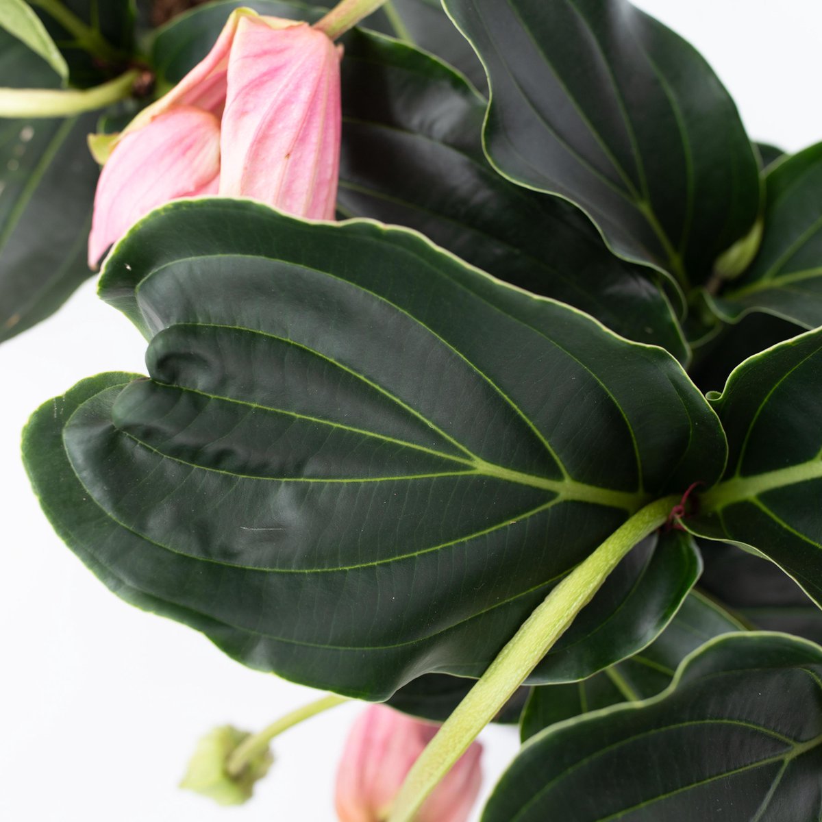 Medinilla Magnifica - Médinilla - Plante D'intérieur - Facile D 17 Cm 50 60 Cm 72595980