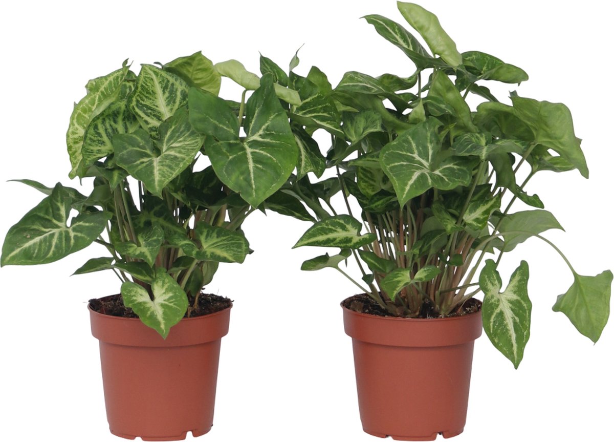 Plant in a Box - Syngonium 'Pixie' - Set van 2 - Pijlpuntplant - Snelgroeiende kamerplant met heldere bladkleuren - Pot 12cm - Hoogte 25-40cm