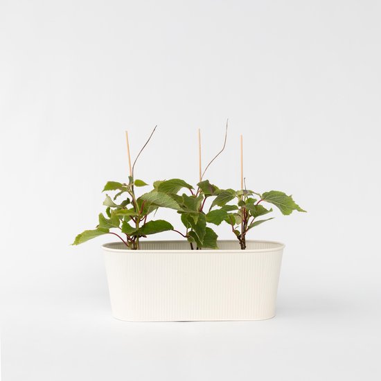 Drie jonge kiwiplanten met groene bladeren in een witte, ribbelige plantenbak.