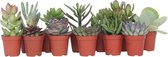Plant in a Box - Mix van Mini Vetplanten - Mix van 12 stuks Vetplanten - Echte Planten - Decoratief en Makkelijk te Onderhouden - Pot 5,5 cm - Hoogte 5-10 cm