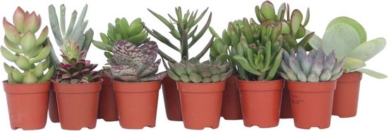 Plant in a Box - Mix van Mini Vetplanten - Mix van 12 stuks Vetplanten - Echte Planten - Decoratief en Makkelijk te Onderhouden - Pot 5,5 cm - Hoogte 5-10 cm
