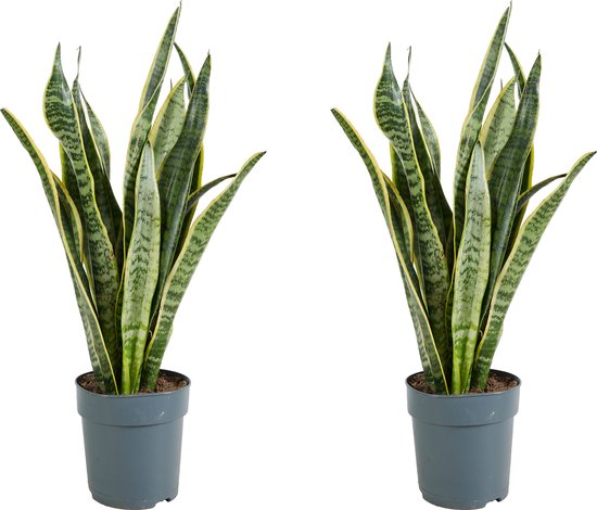 Bloomique - Set van 2 - Sansevieria Laurentii - Vrouwentong - Kamerplanten - Luchtzuiverend - Zeer Gemakkelijk te Verzorgen - Hoogte 30-40 cm - Pot 12 cm