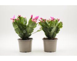 Ikhebeencactus | Schlumbergera lidcactus Paarsroze | Prachtige bloeiende cactus | Kerstcactus | set 2 stuks | 8.5 cm pot | Cadeau tip