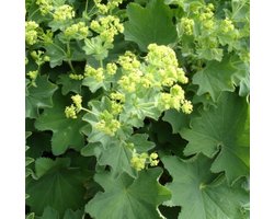 Zachte vrouwenmantel (Alchemilla mollis) - Vrouwenmantel - Vaste planten - Bijen-Vlinders - Zomerbollen - Voorjaarsbollen
