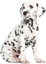 Dalmatian Puppy XL muursticker